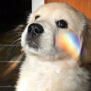 Meet your Posher, Safa